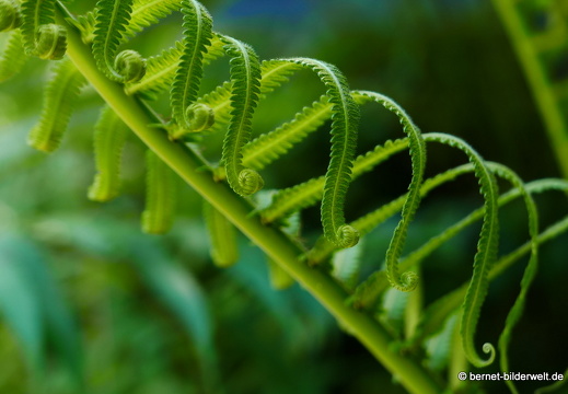 17-02-17-penanghill-thehabitat-110