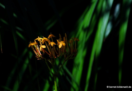 17-02-17-penanghill-thehabitat-112