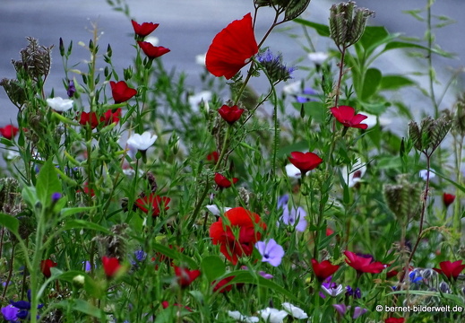 16-07-19-wiese-landratsamt-morgenlicht-005