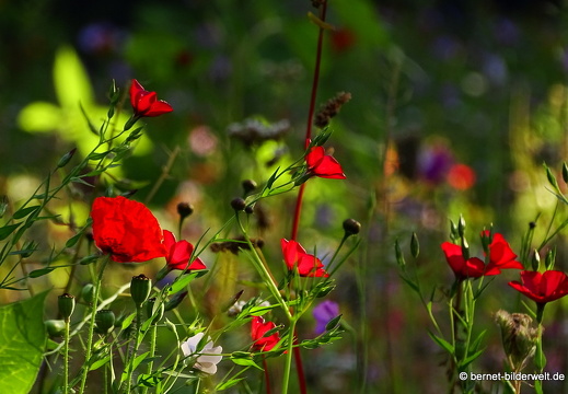 16-07-19-wiese-landratsamt-morgenlicht-023