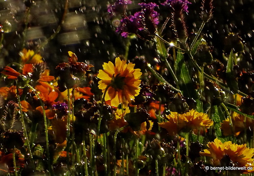 16-07-30-kolpingplatz-012