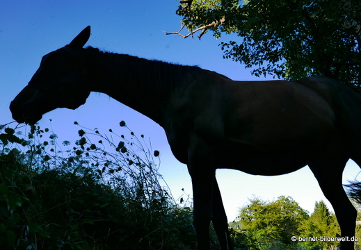 16-08-07-gruenwettersbach-pferdewiese-060