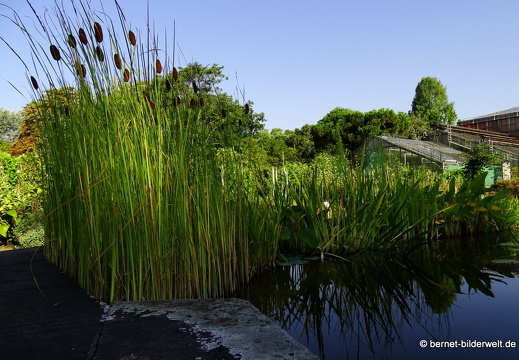 16-08-15-kit-botanischer garten-006