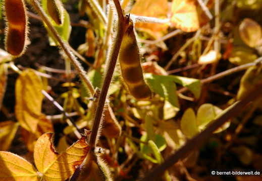16-08-15-kit-botanischer garten-101