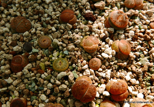 16-08-15-kit-botanischer garten-117