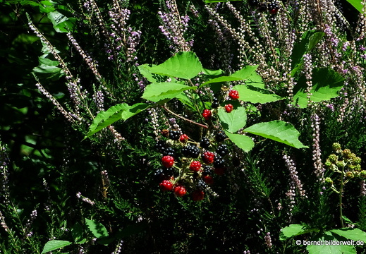 16-09-07-an der autobahn-