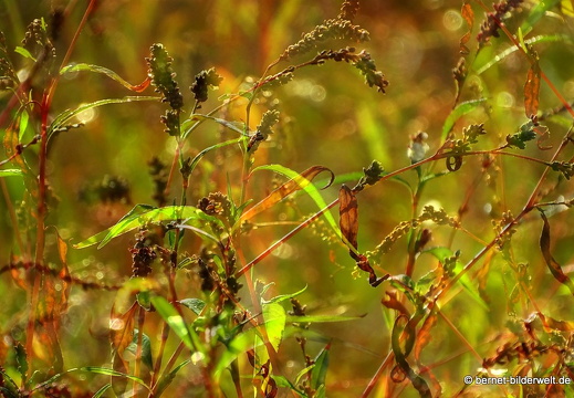 16-09-10-brutgebiet-schrebergaerten-001