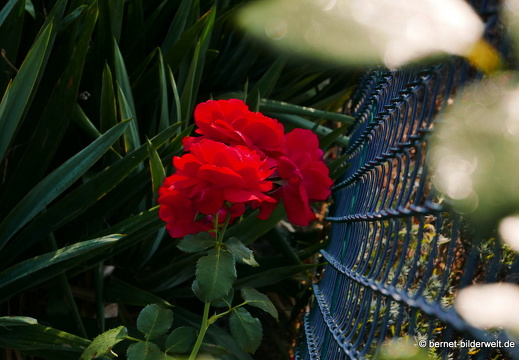 16-09-10-schrebergarten-durlach-002