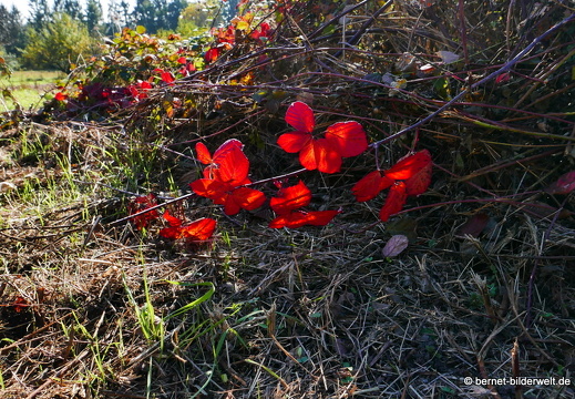 16-10-30-herbstapaziergang-036