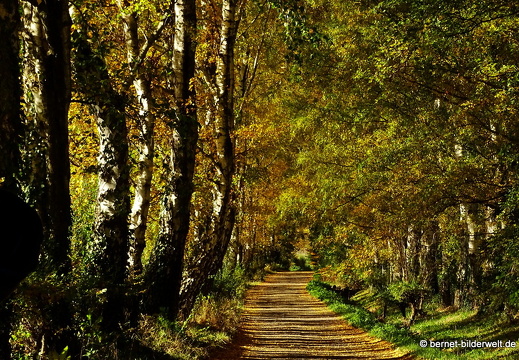 16-10-30-herbstapaziergang-056