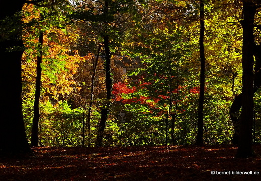 16-10-30-herbstapaziergang-elsa-braendstroem-strasse-