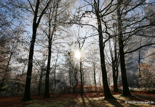 16-12-08-bergwaldsiedlung-rauhreif-003