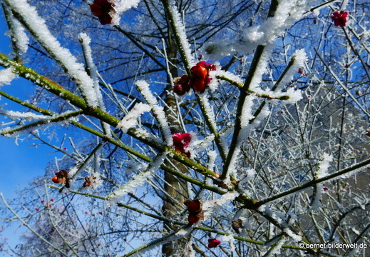 16-12-08-bergwaldsiedlung-rauhreif-032