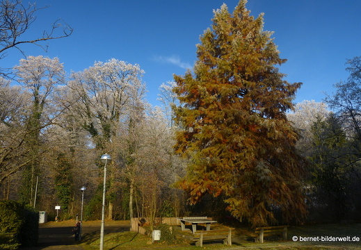 16-12-08-bergwaldsiedlung-rauhreif-119