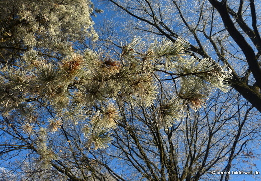 16-12-08-bergwaldsiedlung-rauhreif-137