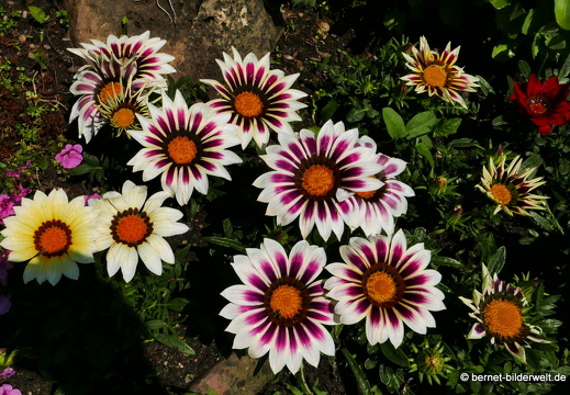16-06-06-schloss-botanischer-garten-015