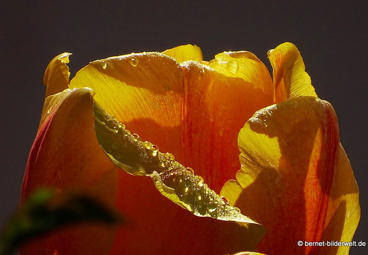 16-05-02-durlach-tulpen-004