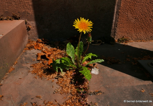16-06-06-schloss-botanischer-garten-017