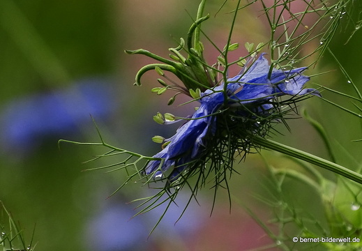 16-06-09-hohenwettersbach-wolfartsweiererweg-011