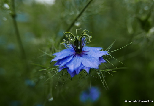 16-06-09-hohenwettersbach-wolfartsweiererweg-035