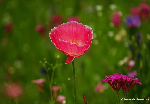 16-07-11-volksgarten-004
