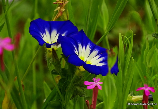 16-07-11-volksgarten-016