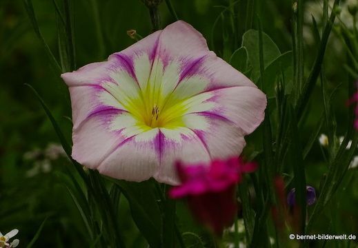 16-07-11-volksgarten-028