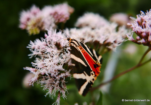 16-08-03-autobahn-gruenwettersbach-008