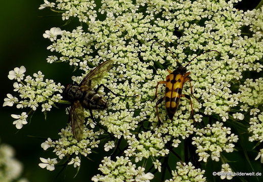 16-08-03-autobahn-hohenwettersbach-