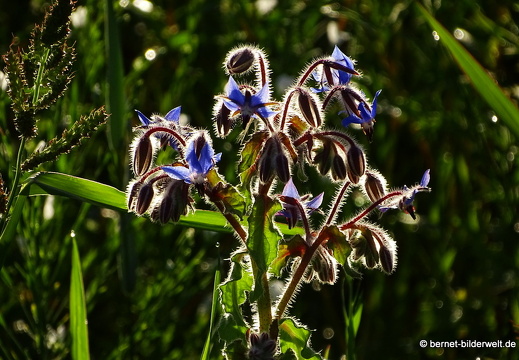 16-08-07-gruenwettersbach-pferdewiese-019
