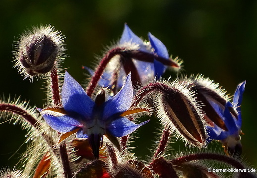 16-08-07-gruenwettersbach-pferdewiese-023