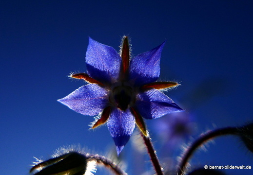 16-08-07-gruenwettersbach-pferdewiese-061