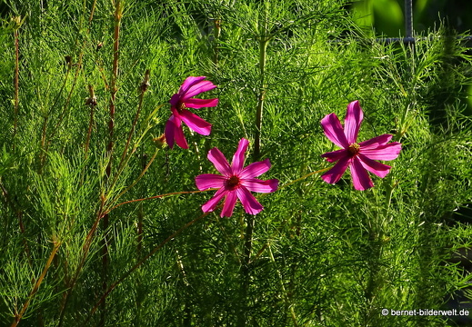 16-08-15-kit-botanischer garten-001