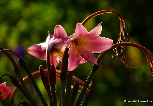 16-08-15-kit-botanischer garten-009