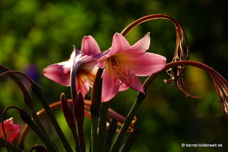 16-08-15-kit-botanischer garten-009.JPG