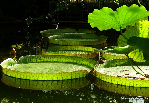 16-08-15-kit-botanischer garten-050