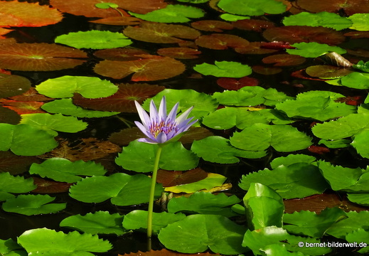 16-08-15-kit-botanischer garten-052