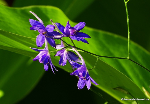 16-08-15-kit-botanischer garten-ackerrittersporn-003
