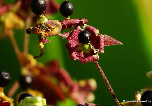 16-08-15-kit-botanischer garten-taubenkropf-001