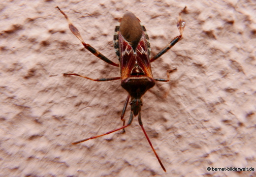 16-10-26-hw-gw-amerikanische zapfenwanze-