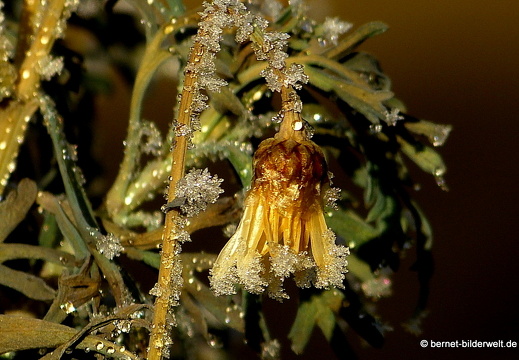 16-12-08-bergwaldsiedlung-rauhreif-122