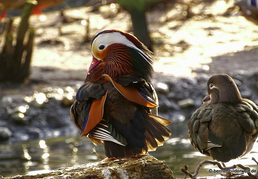 16-01-25-zoo-mandarinenten-paerchen-