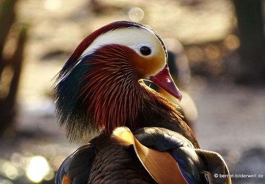 16-01-25-zoo-mandarinenten-paerchen-001