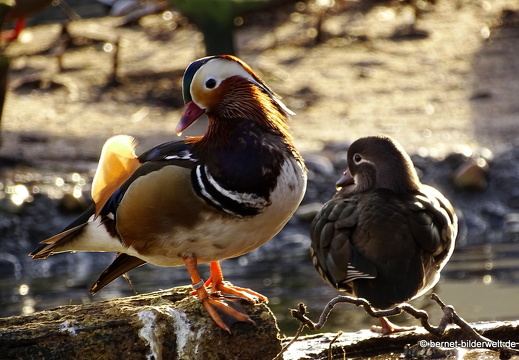 16-01-25-zoo-mandarinenten-paerchen-003