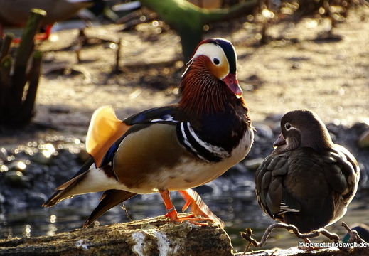 16-01-25-zoo-mandarinenten-paerchen-002