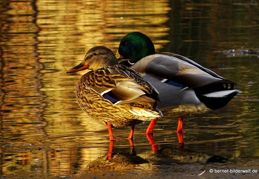 16-01-25-zoo-mandarinenten-paerchen-004