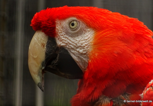 16-05-18-zoo-papagei-rosalinda-009