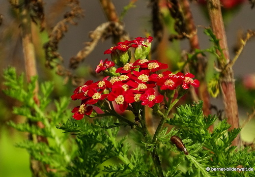 16-08-06-zoo-schafgarbe-