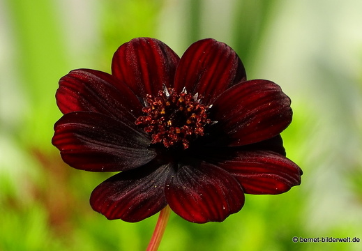 16-08-06-zoo-schokoladenblume-