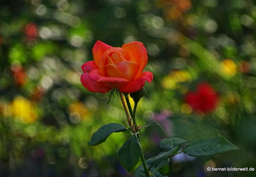 16-09-11-zoo-089 (2)